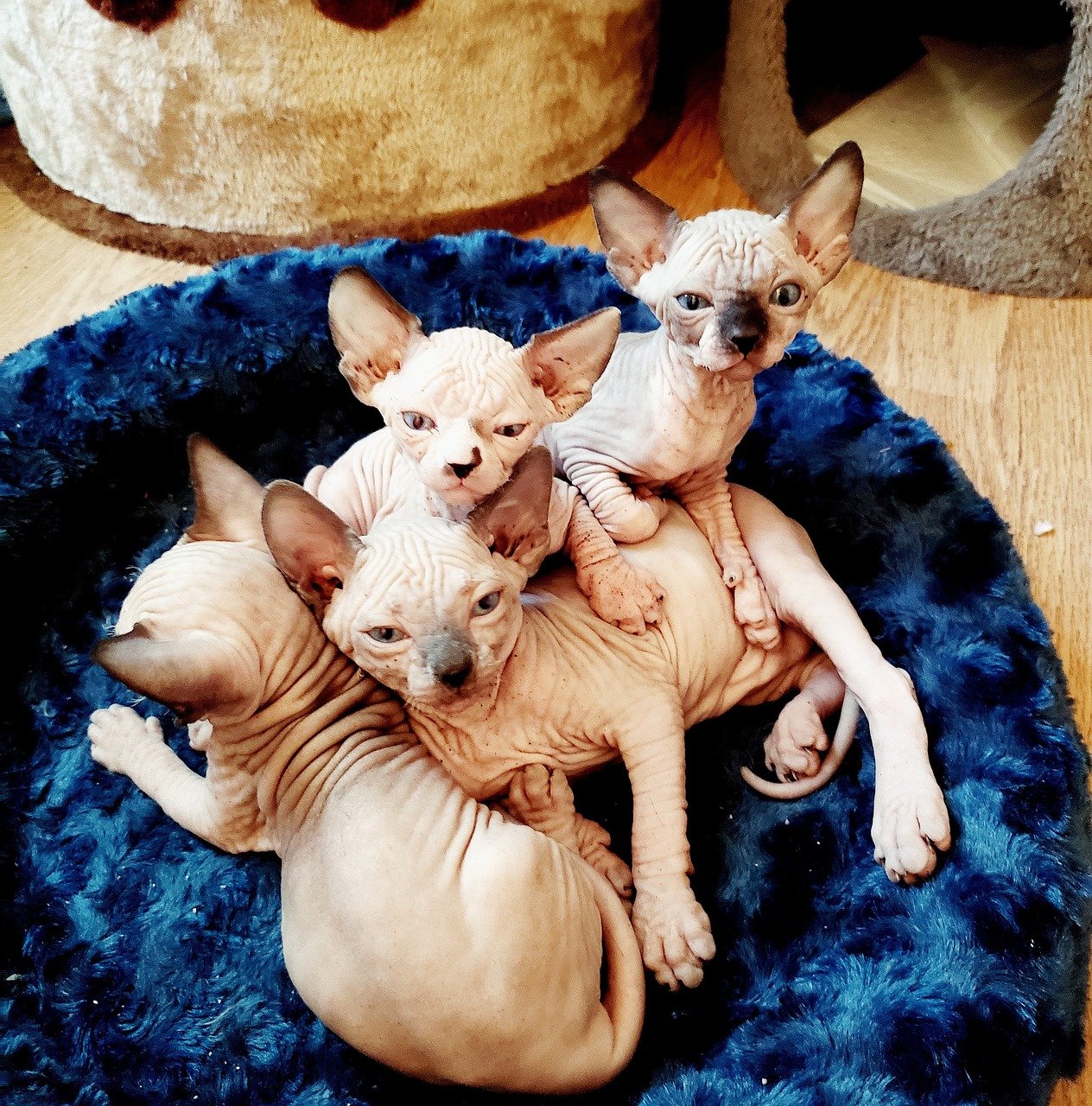 Sphynx: Affectionate and Playful (image credits: pixabay)