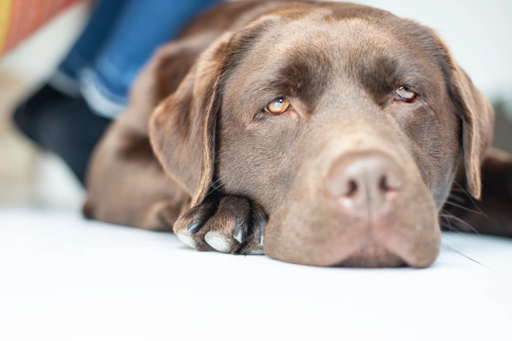 Ignoring House Rules and Boundaries (image credits: rawpixel)