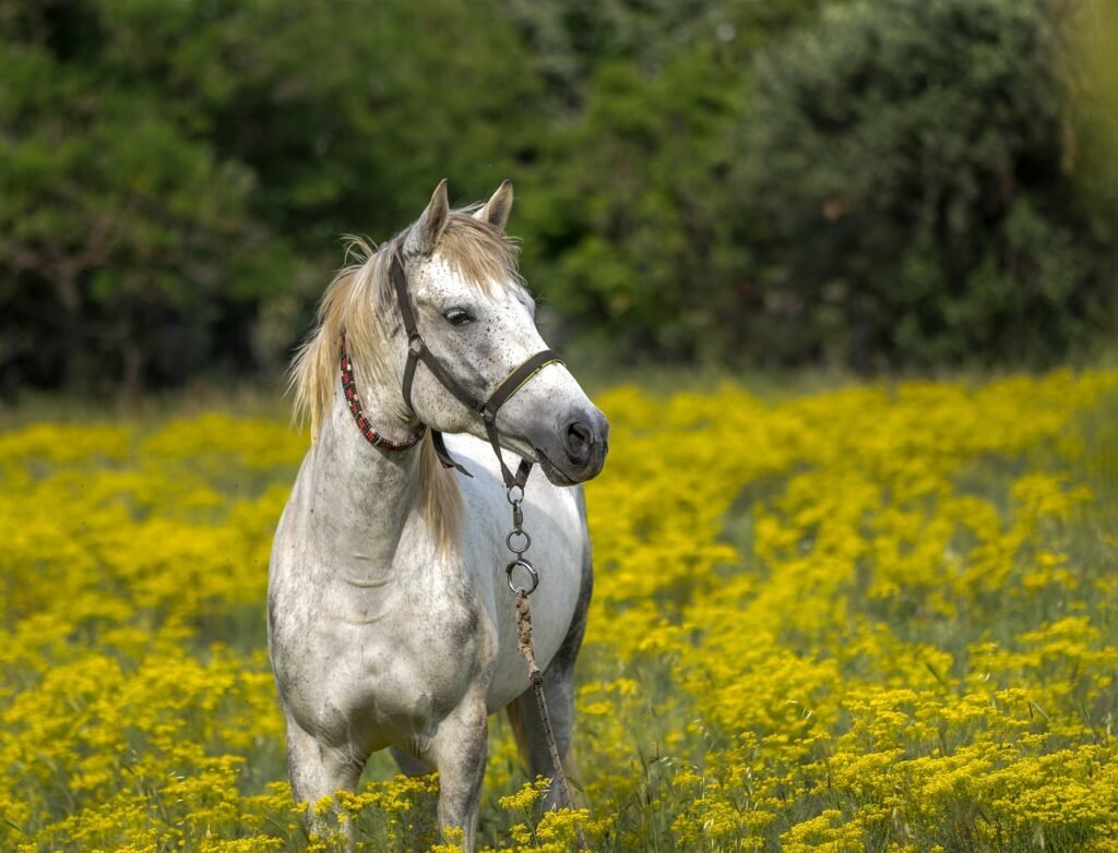 Give Your Horse Space