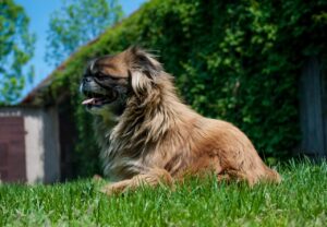 Do High-Energy Dogs Stress You Out? 15 Low-Key Breeds to Consider
