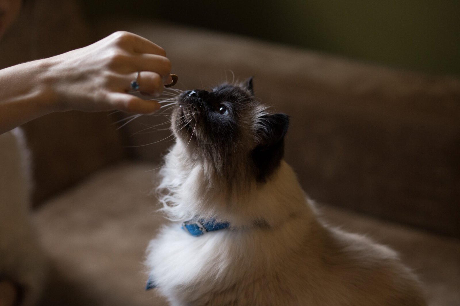 Offer Treats as Positive Reinforcement (image credits: wikimedia)