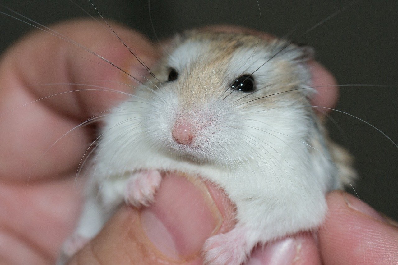 What Makes Roborovski Dwarf Hamsters Unique? (image credits: pixabay)