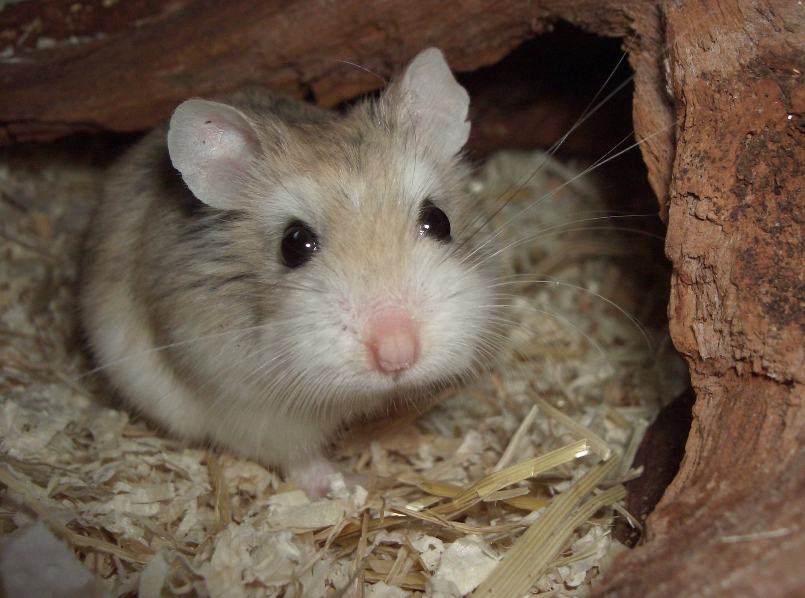 Origins and Natural Habitat (image credits: wikimedia)