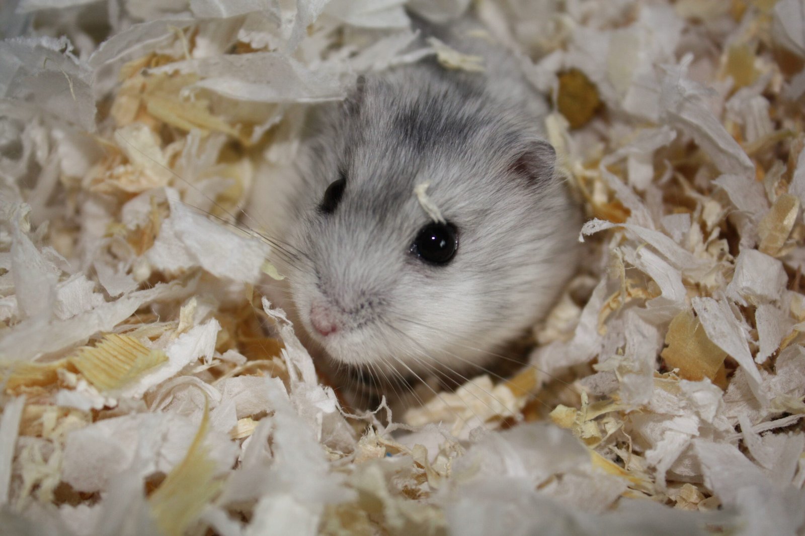 Choosing the Right Cage and Accessories (image credits: wikimedia)