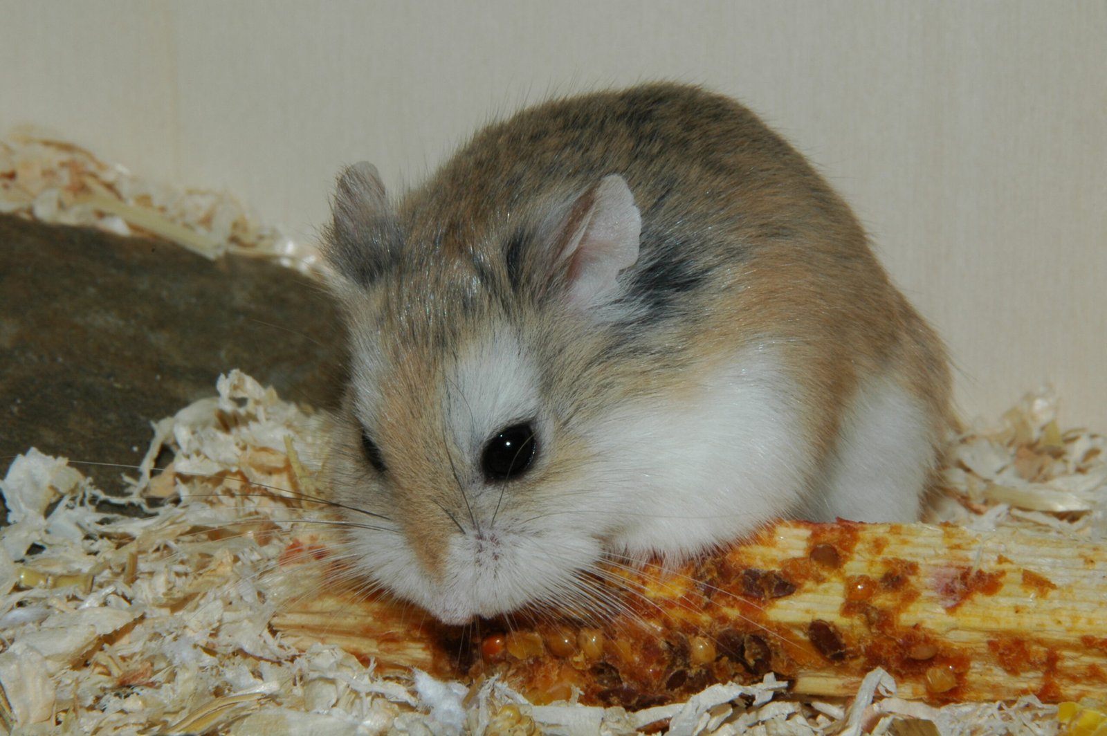 Handling and Taming Tips (image credits: wikimedia)