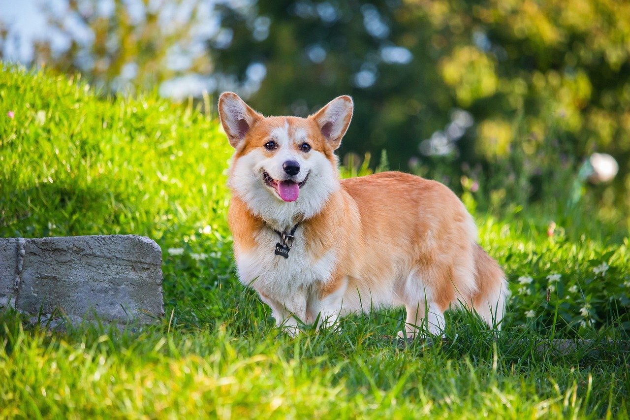 The Fluffy Corgi Zoomies (image credits: pixabay)