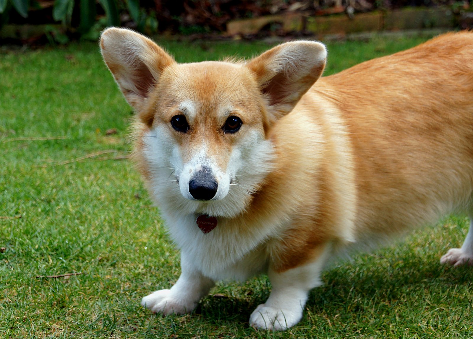Obsessive Toy Herding (image credits: wikimedia)