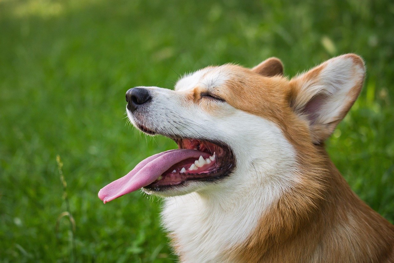 Barking at the Wind (And Everything Else) (image credits: pixabay)