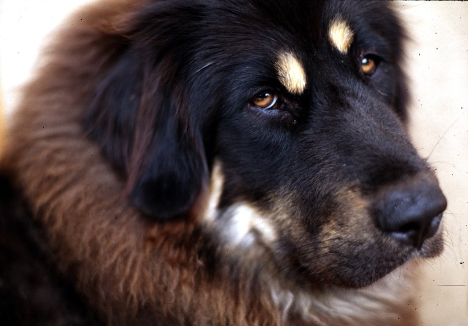 Selective Friendliness: Earning Their Trust (image credits: wikimedia)