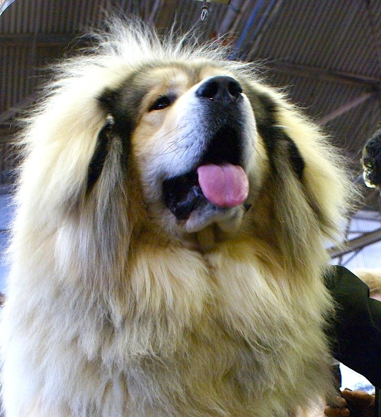 The Gentle Giant at Home (image credits: wikimedia)