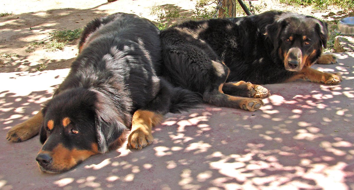 Territorial Instincts: Masters of Their Domain (image credits: wikimedia)