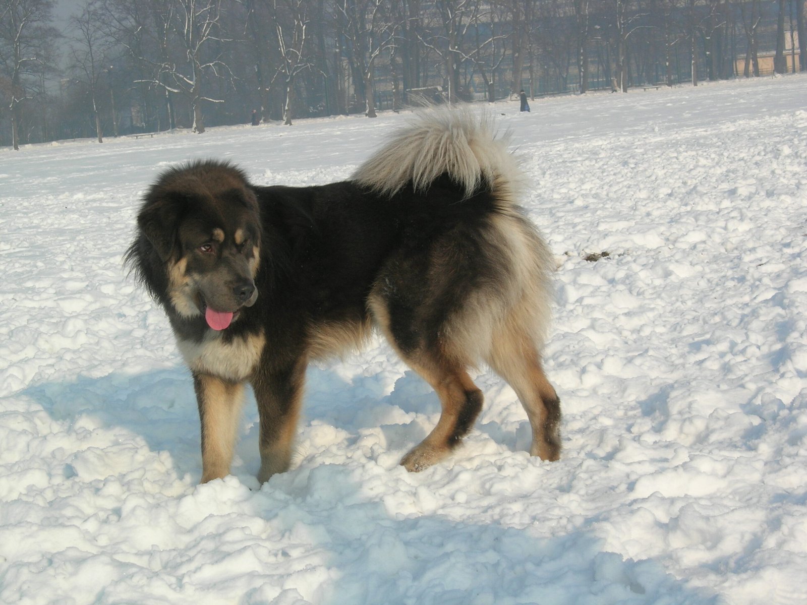 Weather Warriors: Thriving in the Cold (image credits: wikimedia)