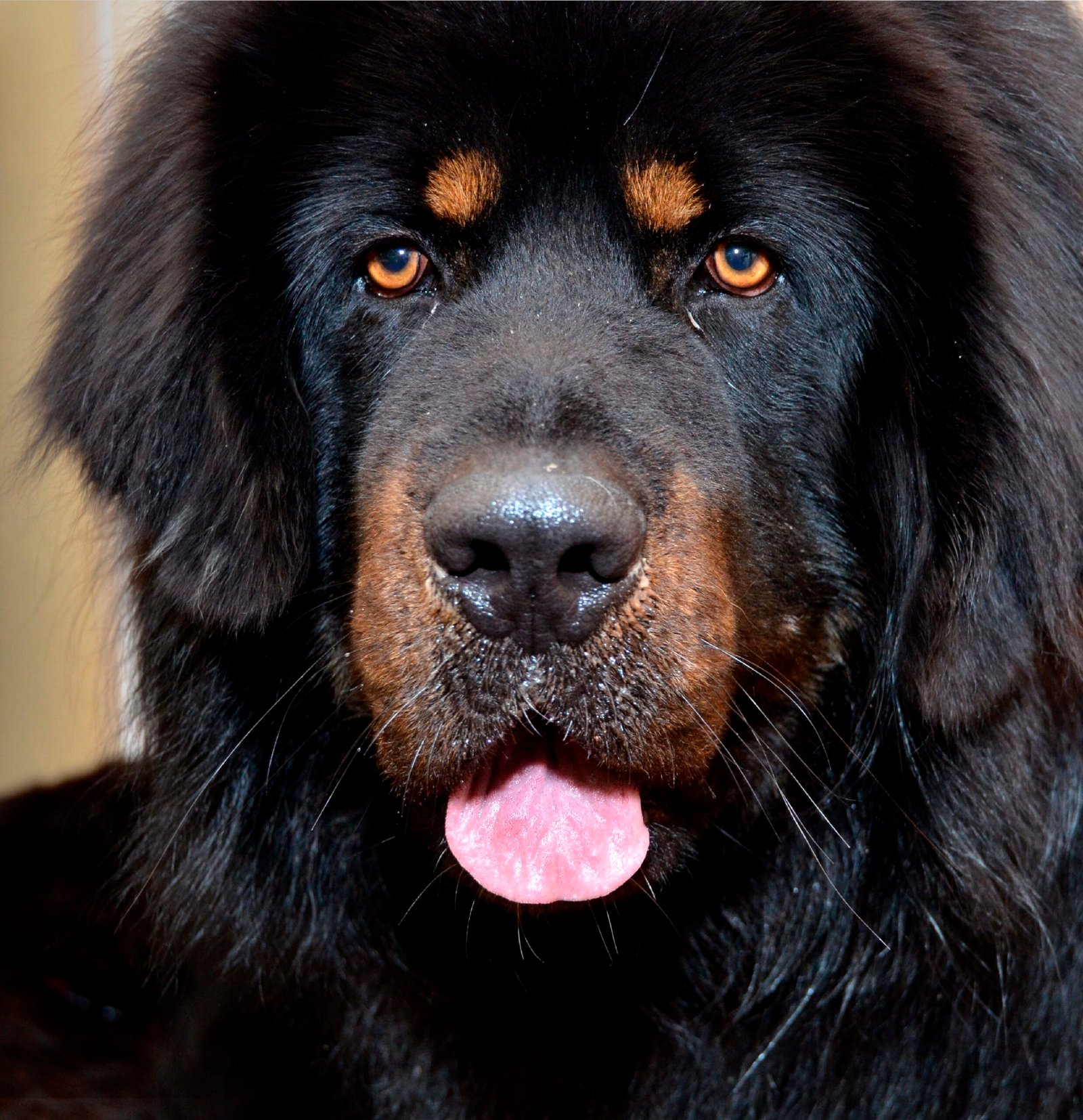 Surprising Sensitivity: Emotional Depth (image credits: wikimedia)