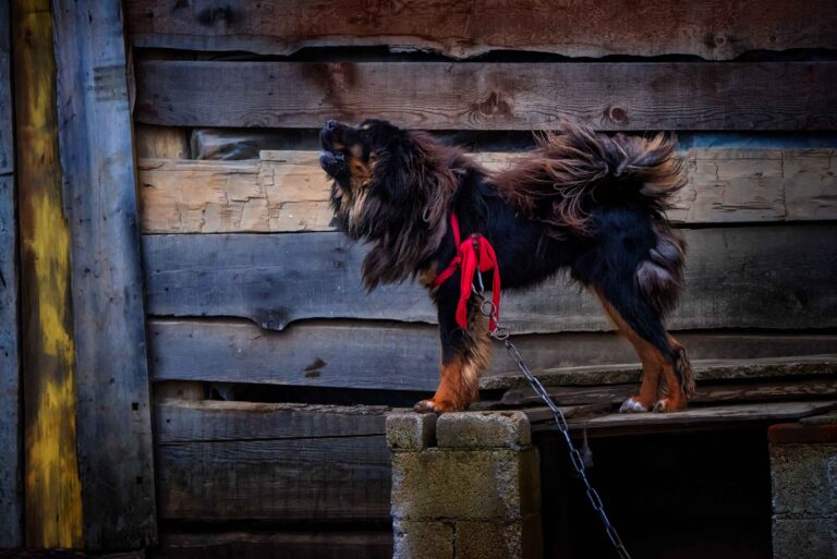 Surprising Quirks Of The Strong-Willed Tibetan Mastiff