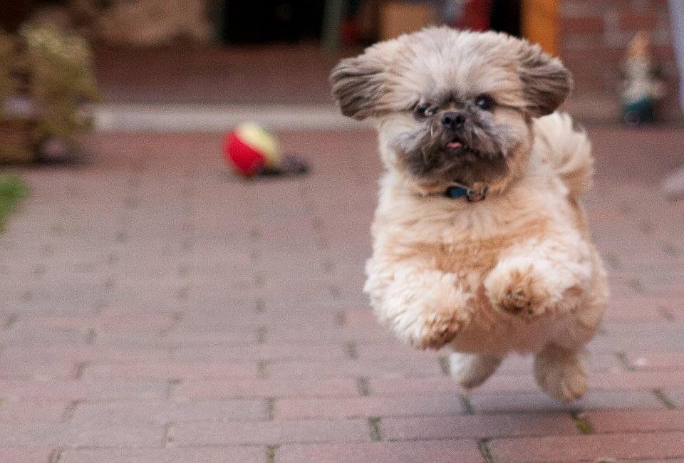 The Famous Shih Tzu “Zoomies” (image credits: wikimedia)
