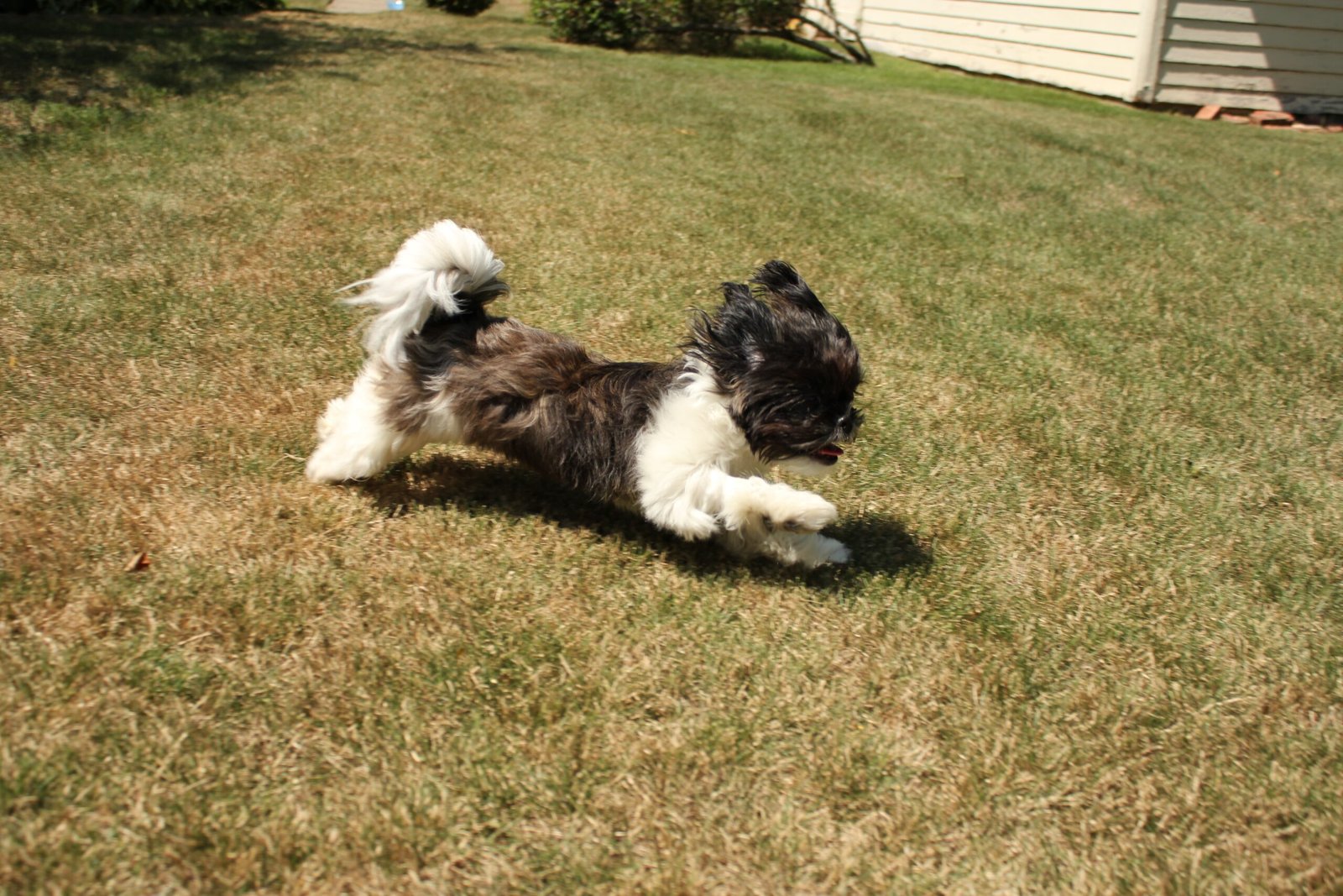 Unexpected Athleticism (image credits: wikimedia)