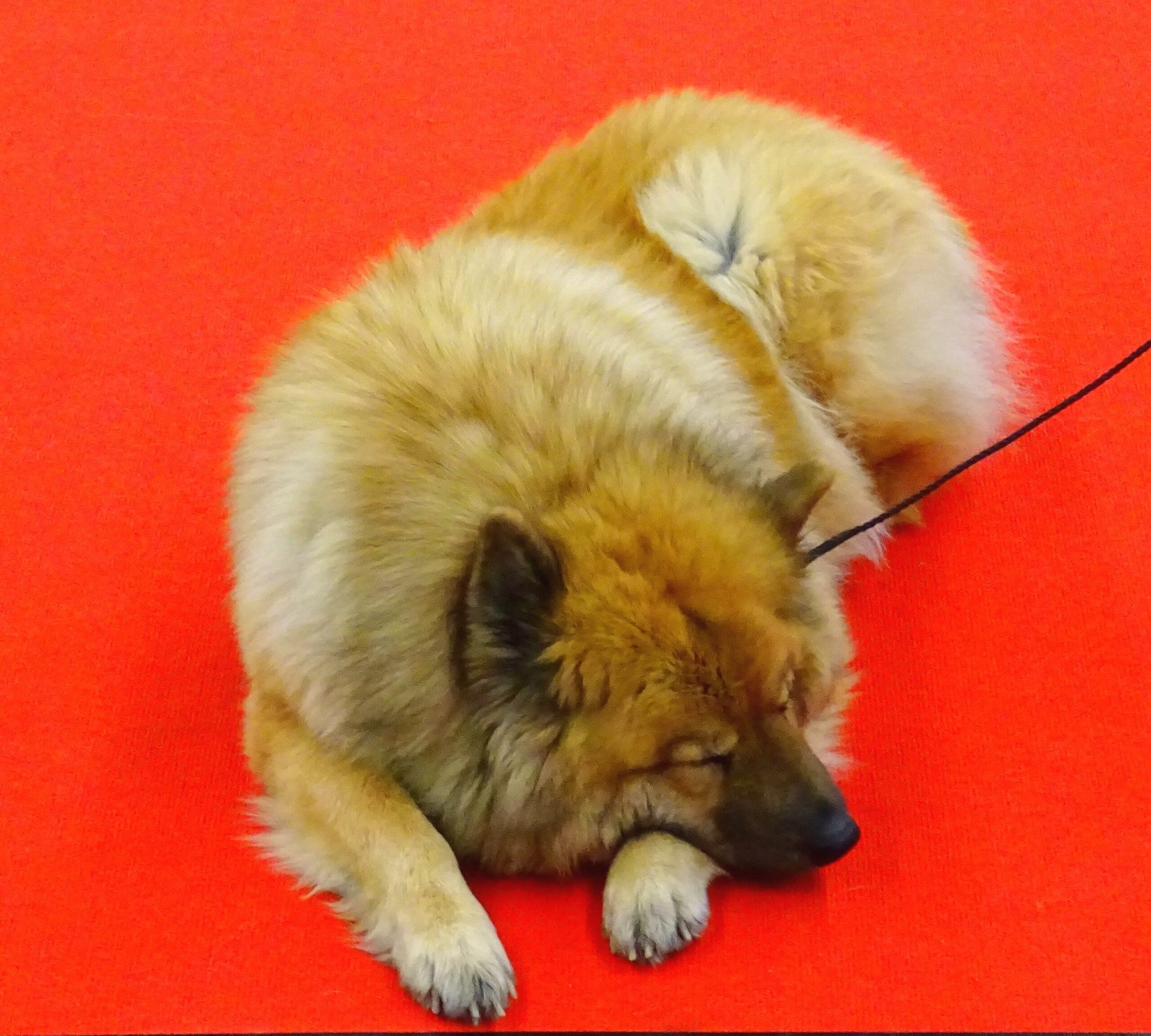 Extreme Lethargy or Fatigue (image credits: wikimedia)