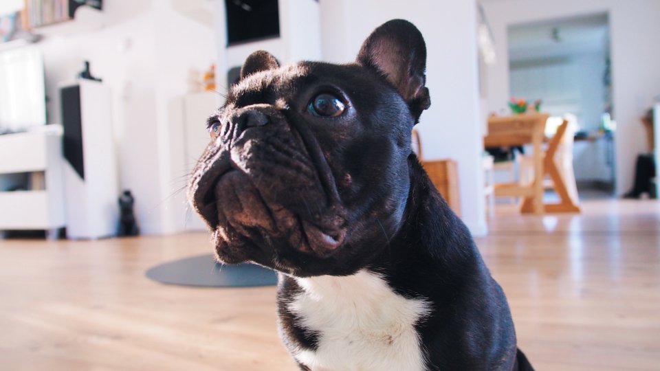 The Pout: Mastering the Sulk (image credits: stocksnap)