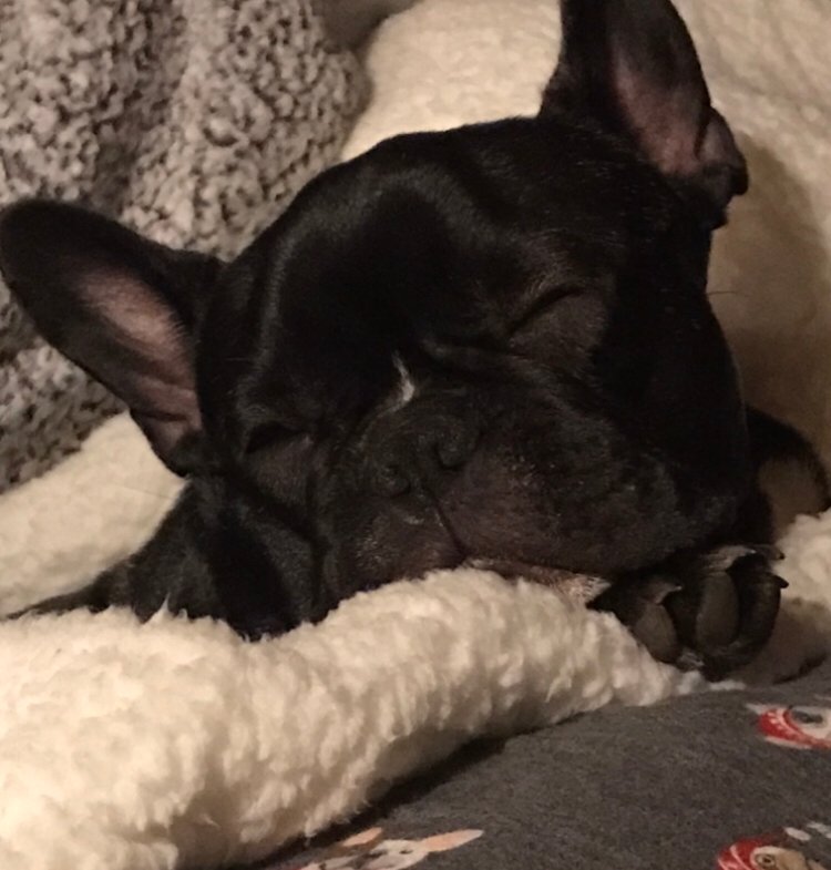 Snoring, Snorting, and Other Hilarious Habits (image credits: wikimedia)
