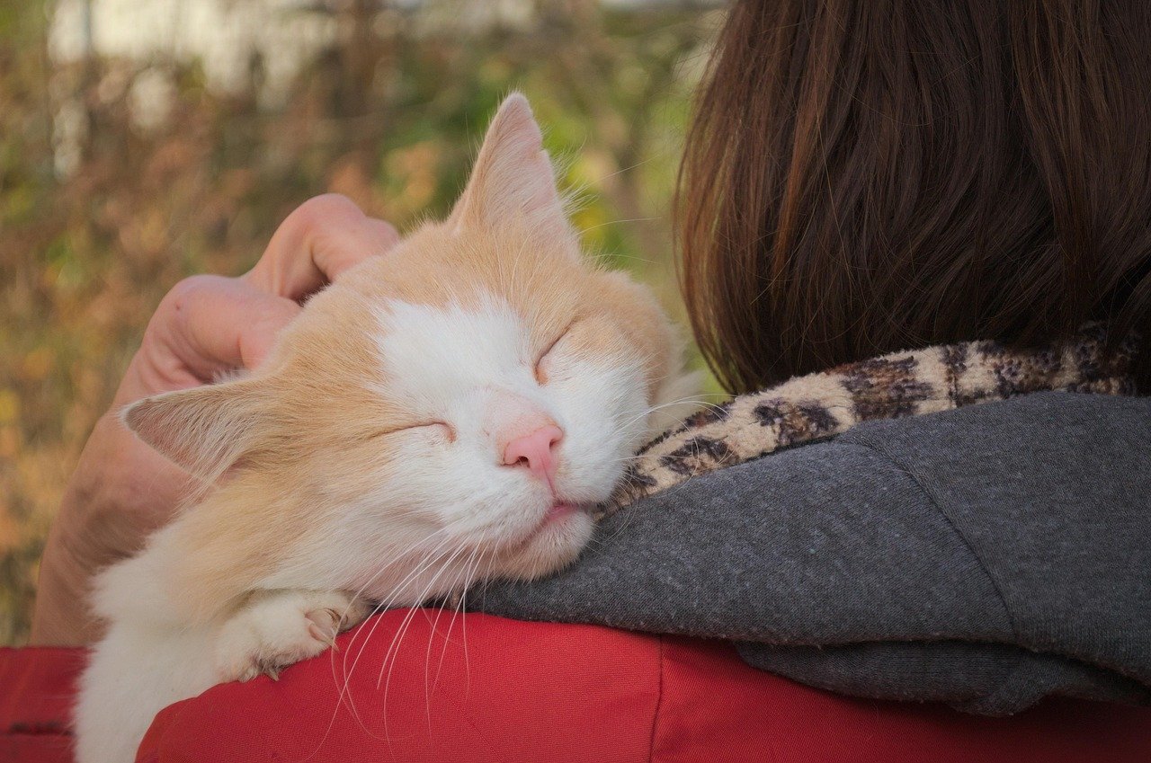 Attachment Styles: Are Cats Really Attached to Us? (image credits: pixabay)