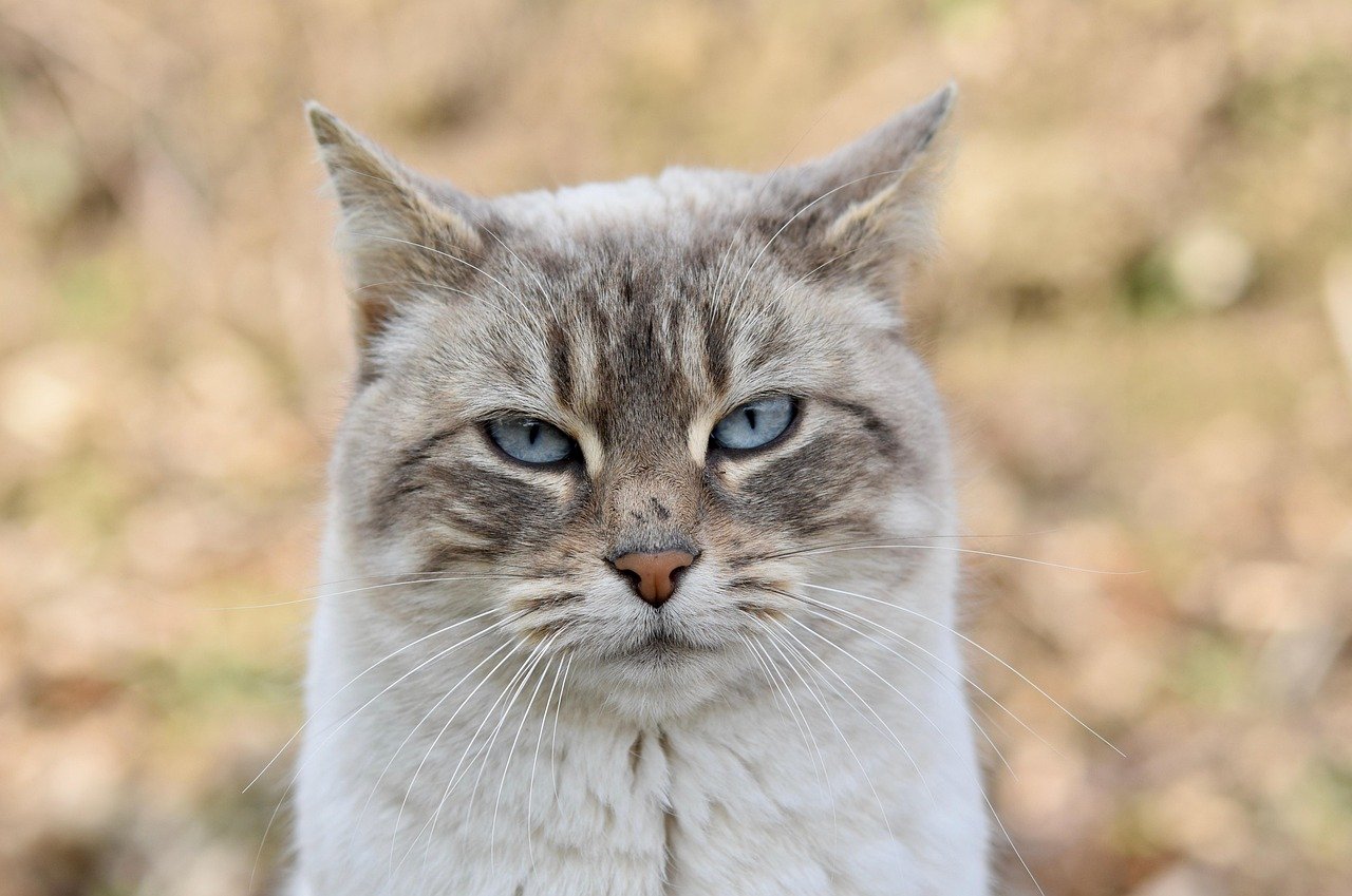 The Science of Cat Brains: Wired for Independence (image credits: pixabay)