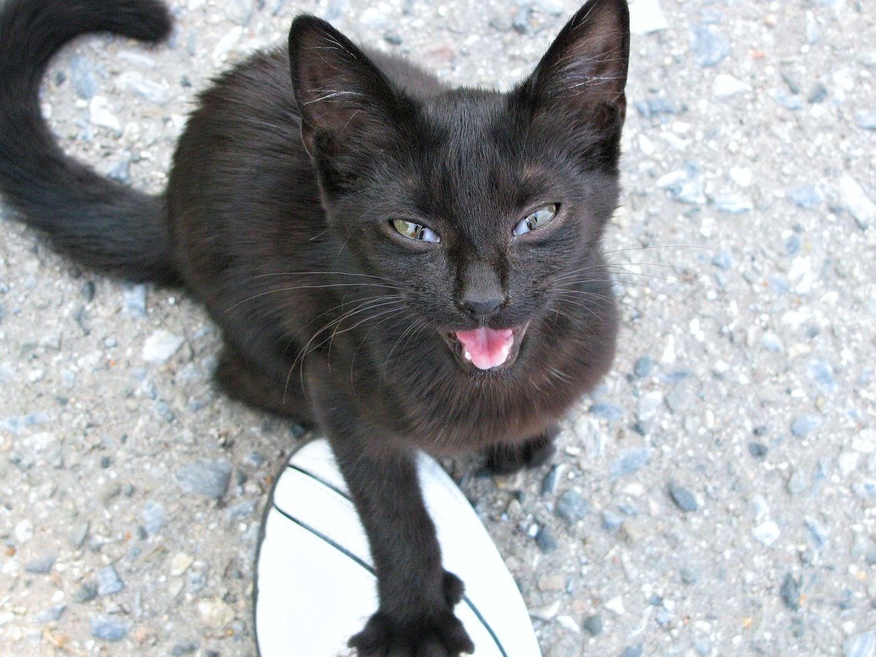 Vocalizations: Meows Are Just for Us (image credits: pixabay)