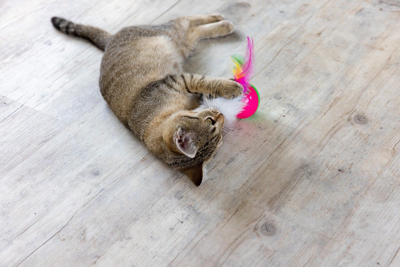 Play Behavior: More Than Just Fun and Games (image credits: pixabay)