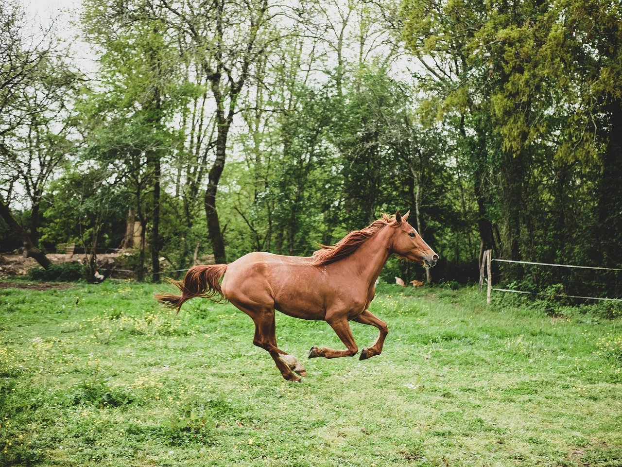 Incredible Speed and Endurance (image credits: pixabay)