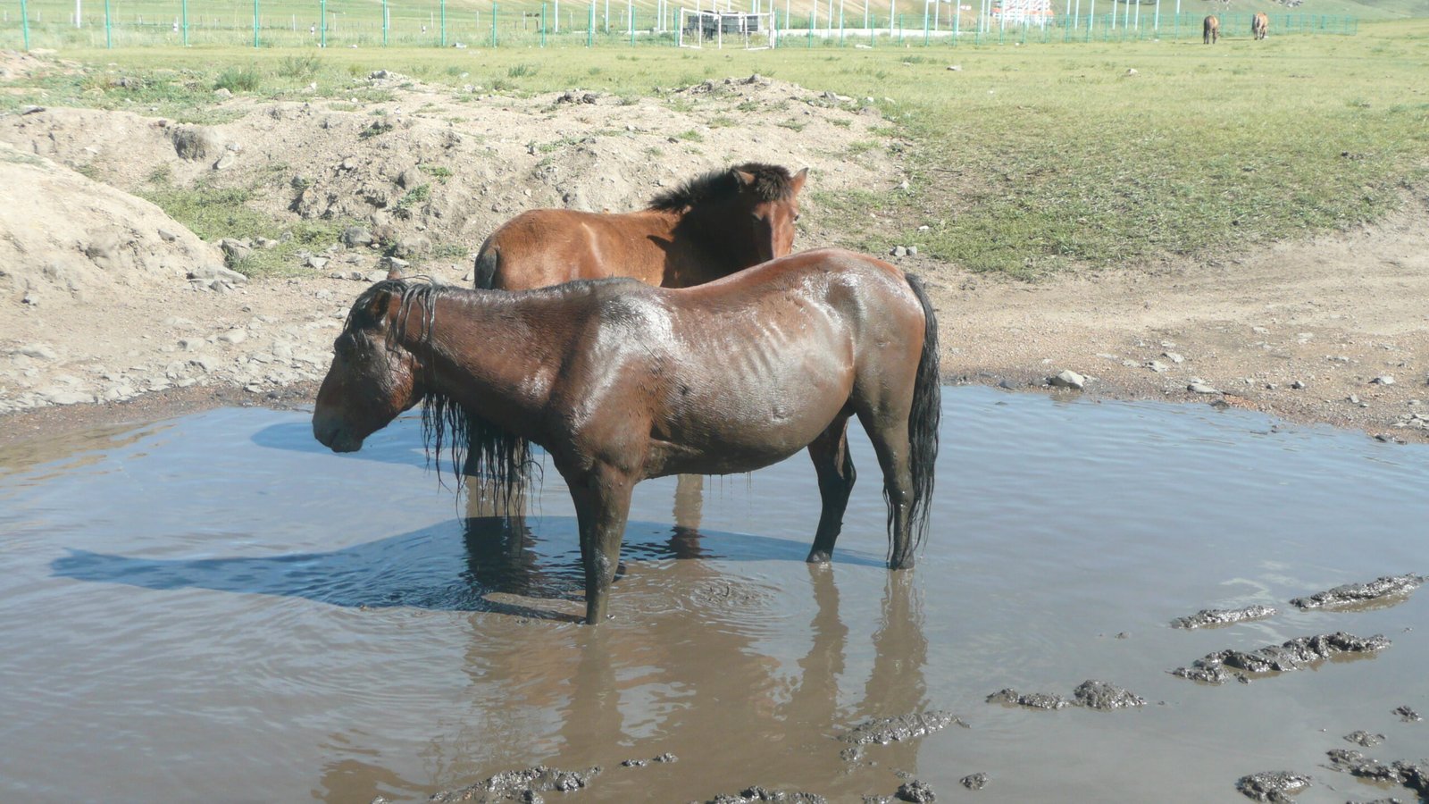 Distinctive Communication and Body Language (image credits: wikimedia)