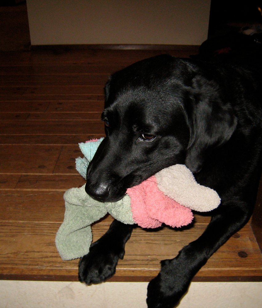 Chewing On Your Belongings (image credits: wikimedia)