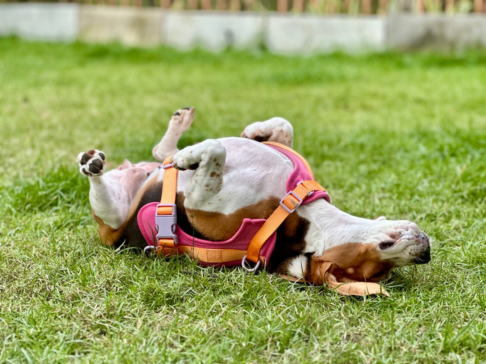 Rolling In Smelly Things (image credits: wikimedia)