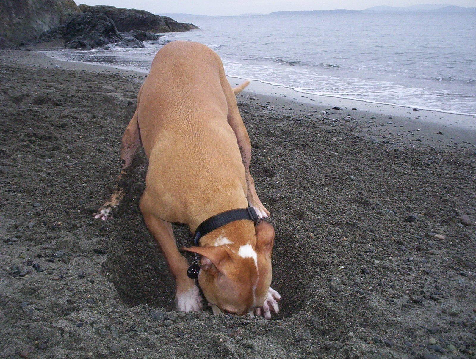 Digging In The Yard (image credits: wikimedia)