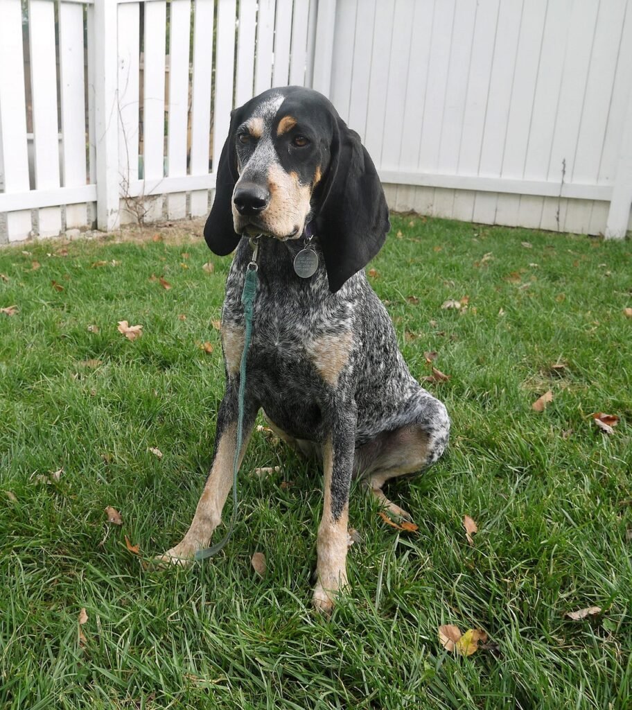 Coonhound: The Nighttime Tracker