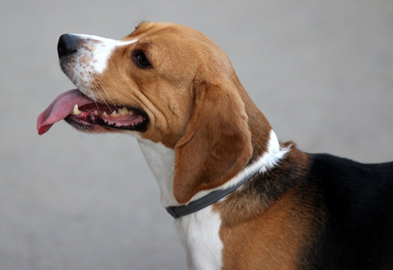 Personality: Cheerful, Curious, and Sometimes Stubborn (image credits: pixabay)