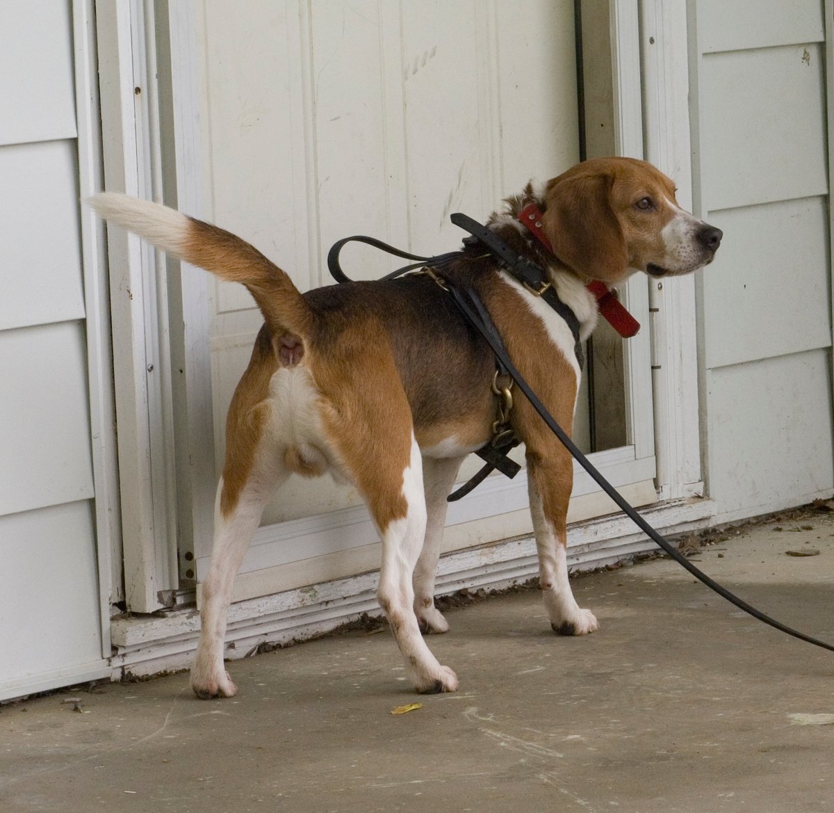 The Art of Training a Beagle (image credits: wikimedia)