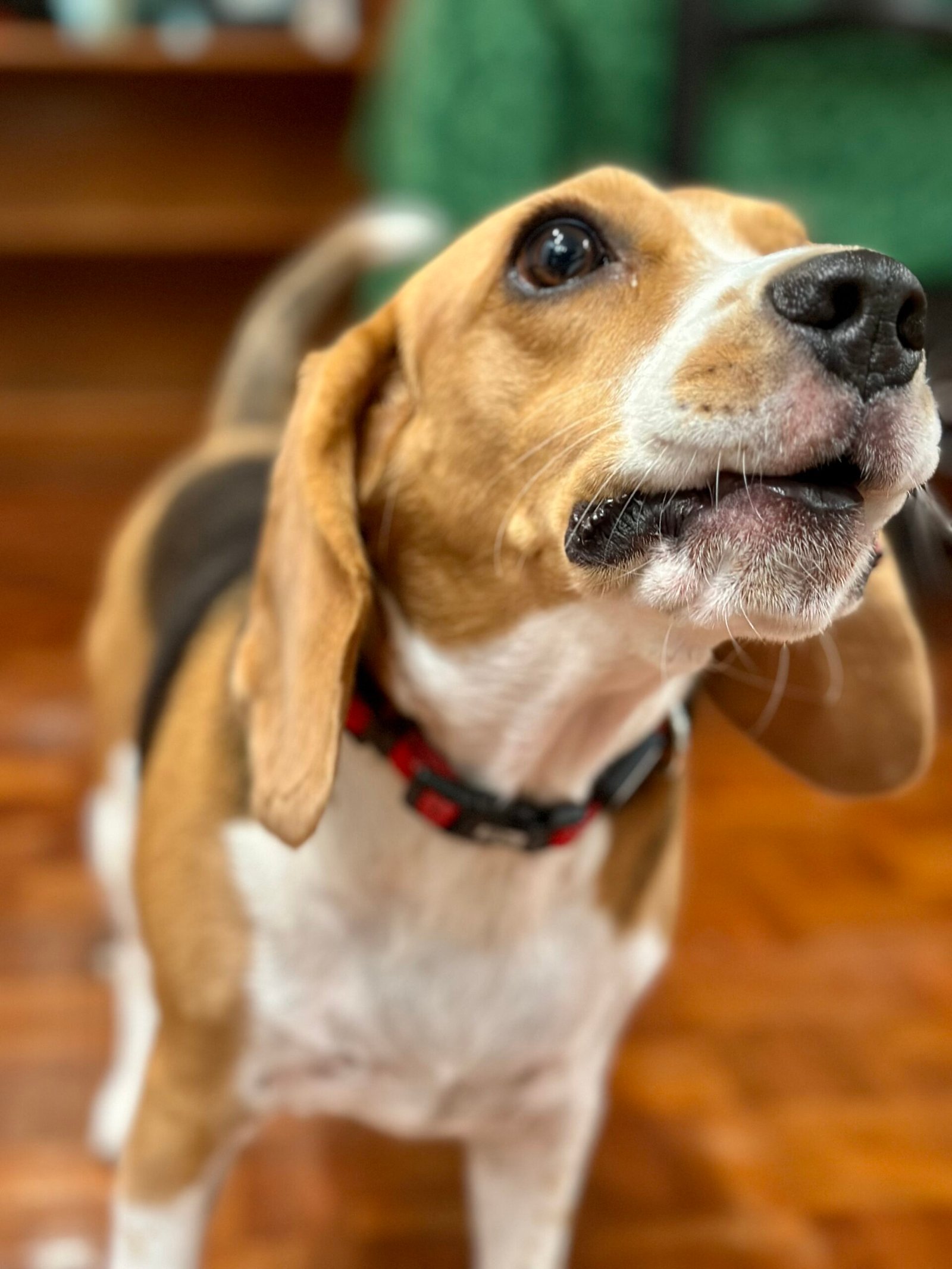 Loud and Proud: The Beagle Voice (image credits: wikimedia)