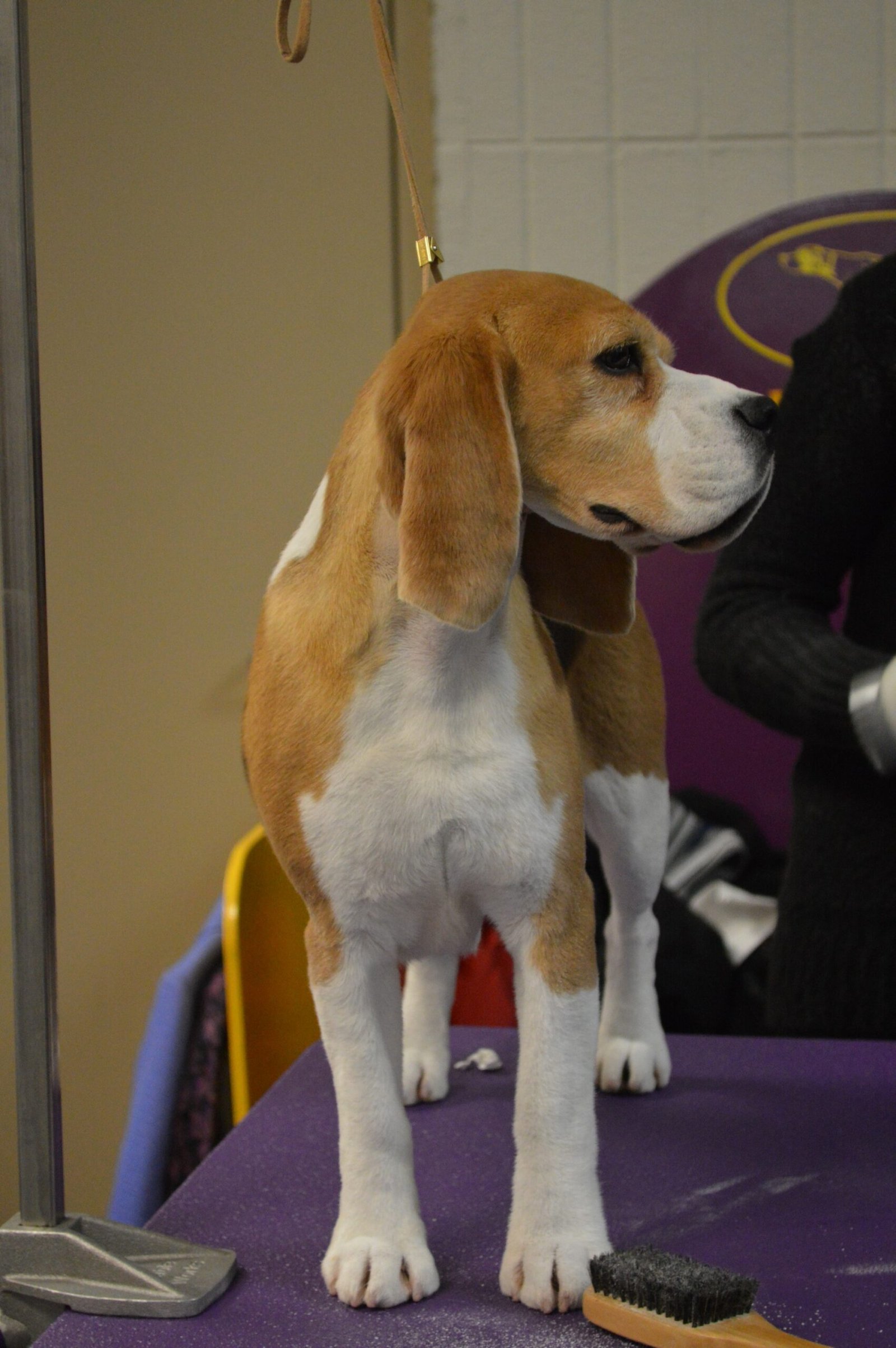 Grooming: Low Maintenance, High Reward (image credits: wikimedia)