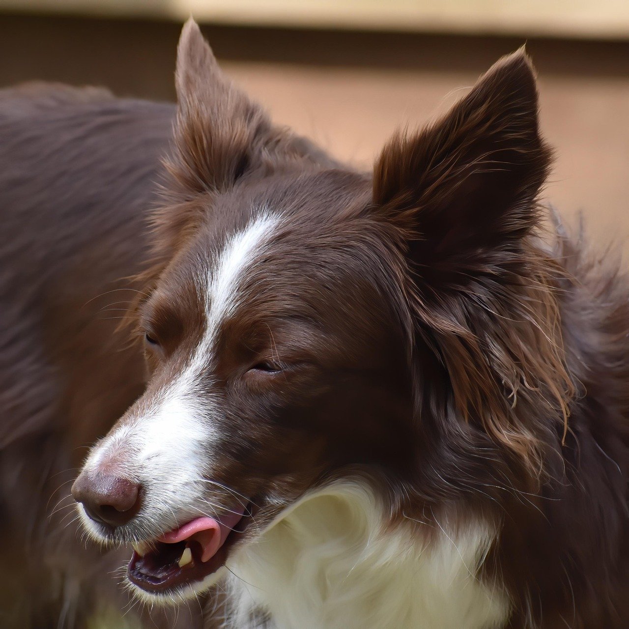 Excessive Licking or Grooming: Stress on Repeat (image credits: pixabay)