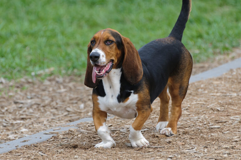 12 Ways A Basset Hound Leisure Suits Slow-Paced Country Life