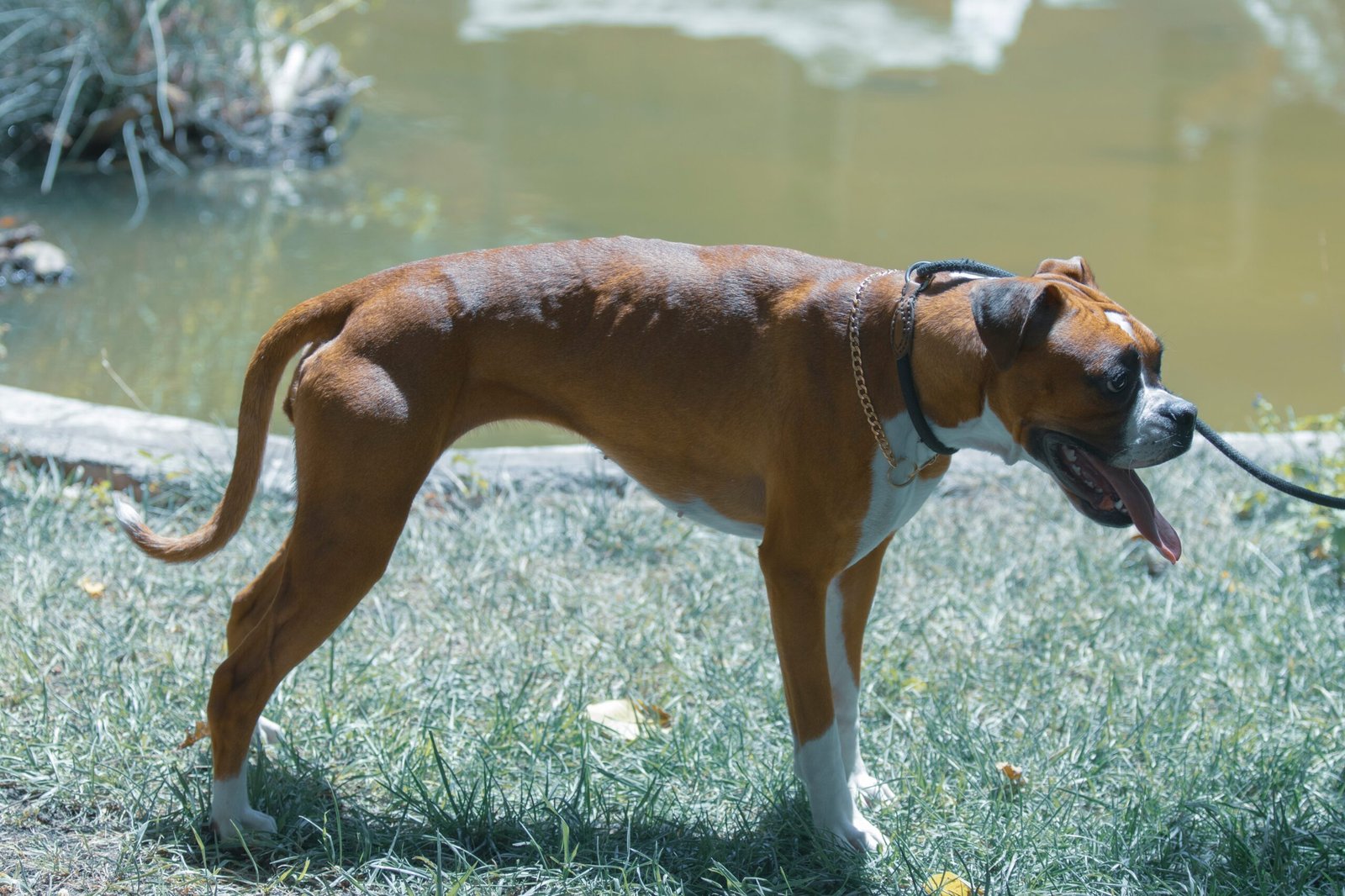 Boxer: The Ultimate Goofball (image credits: wikimedia)