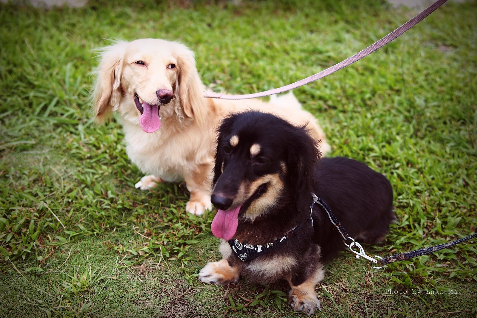 Dachshund: The Sassy Storyteller (image credits: wikimedia)