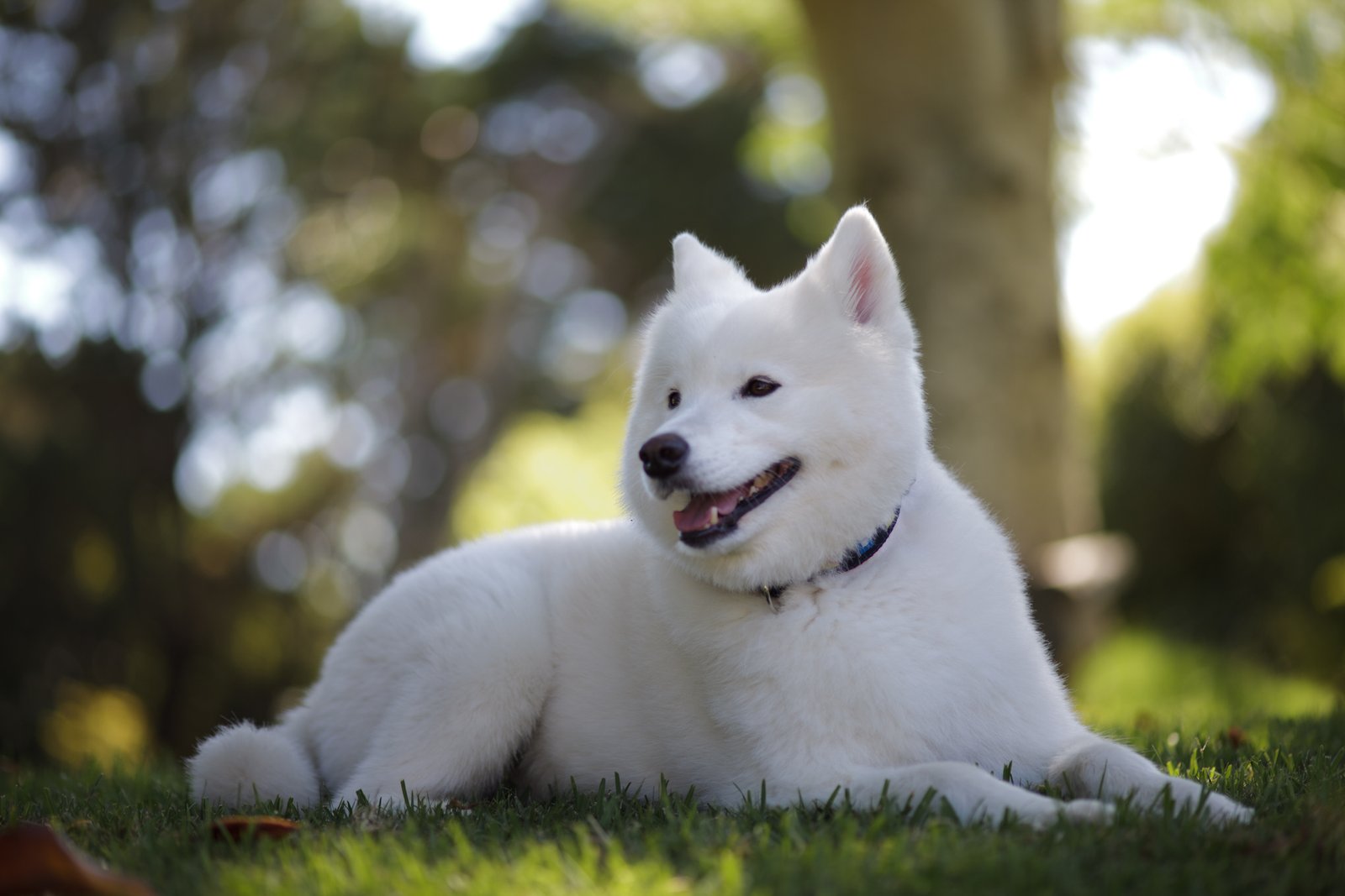 Samoyed: The Smiling Cloud (image credits: wikimedia)