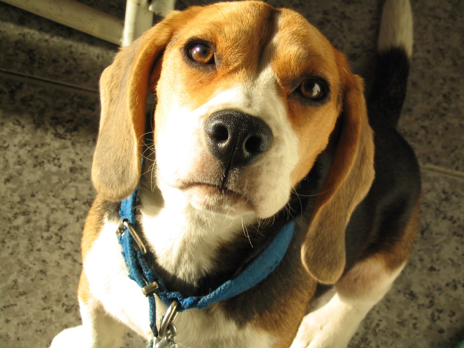 Beagle: The Soulful Beggar (image credits: wikimedia)