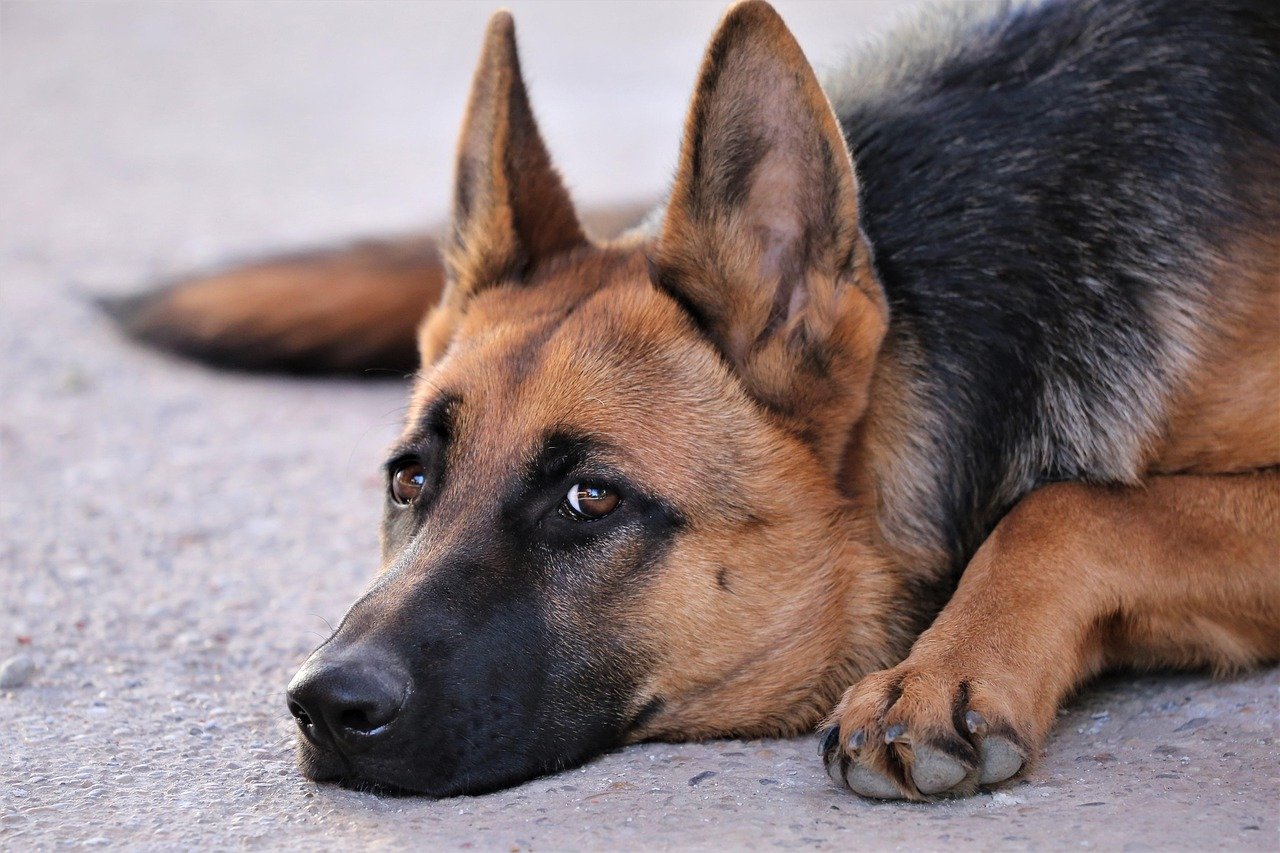 German Shepherd: The Noble Guardian (image credits: pixabay)