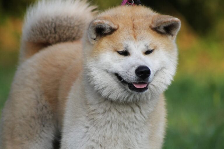 18 Dog Breeds Known for Their Expressive Faces (And What They're Really Saying)