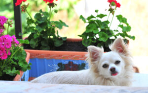 Does Your Chihuahua Actually Own You? Probably.
