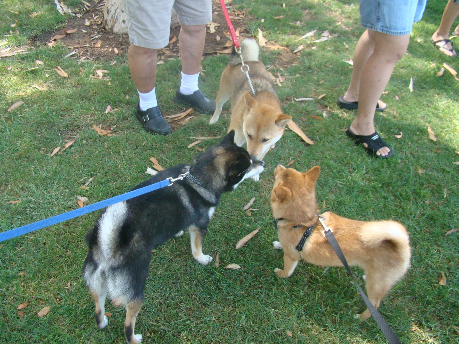 Socialization: The Space Between Strangers (image credits: wikimedia)
