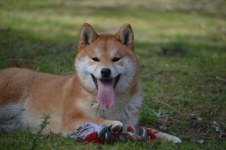 How a Shiba Inu Independence Tests Owners Who Value Space