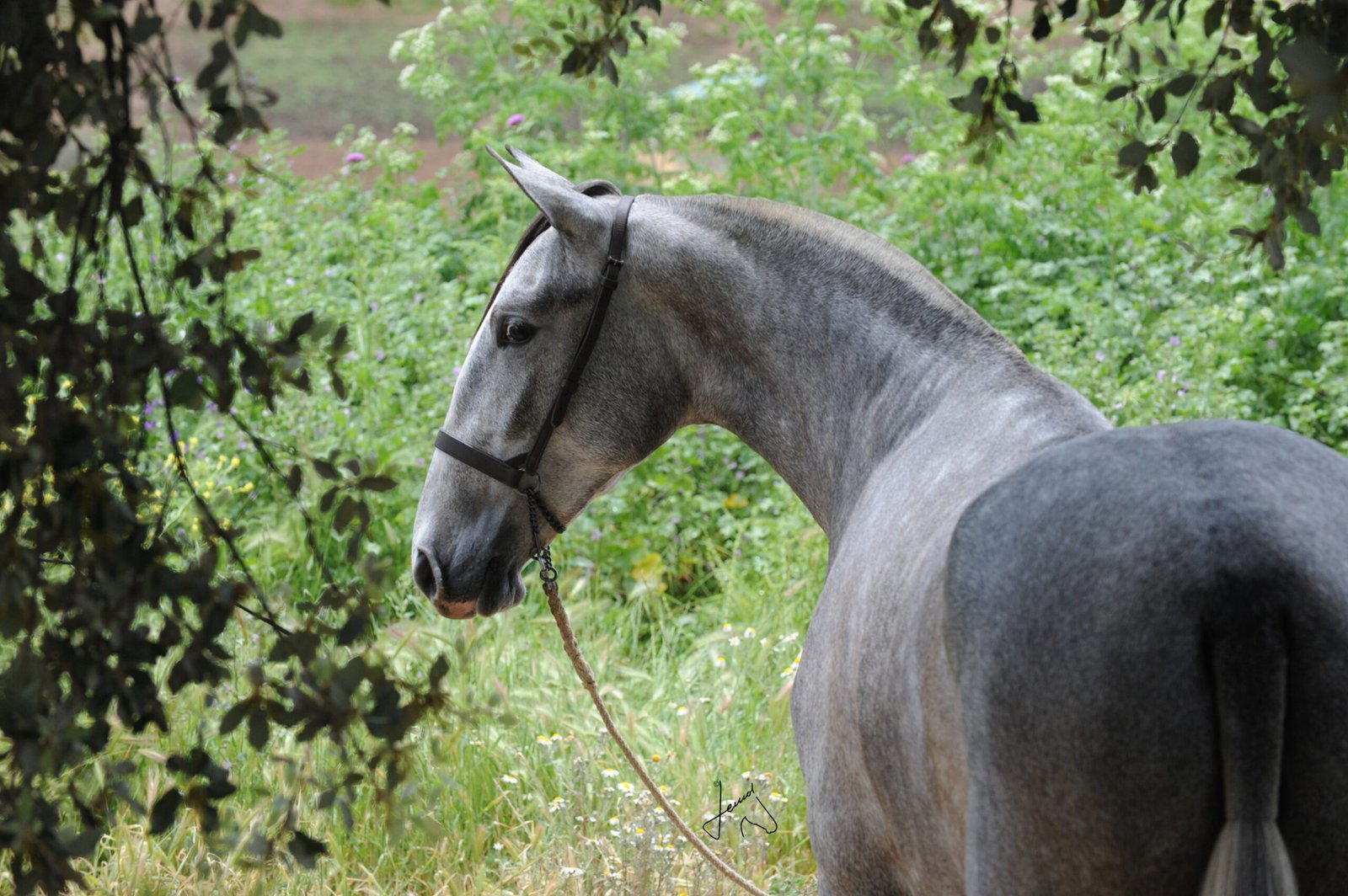 Pura Raza Española: Pure Elegance (image credits: wikimedia)