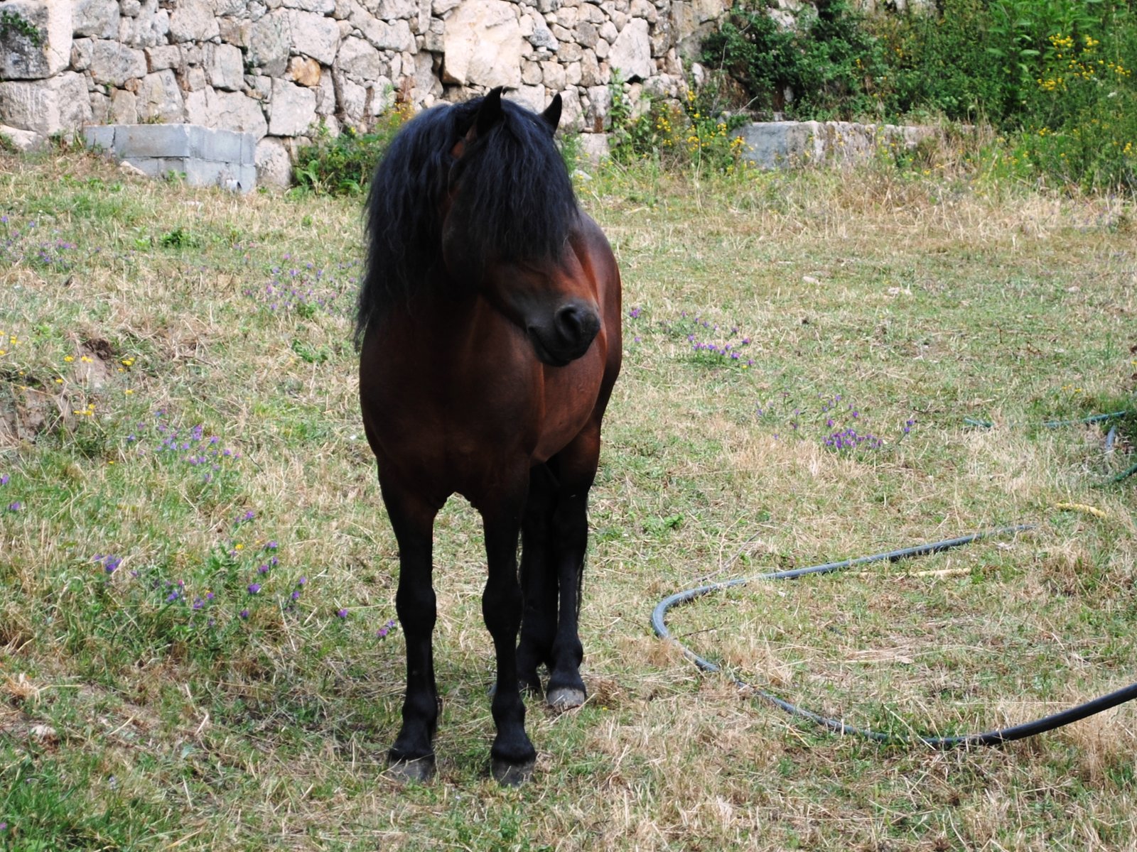 Galician Mountain Horse: The Hardy Survivor (image credits: wikimedia)